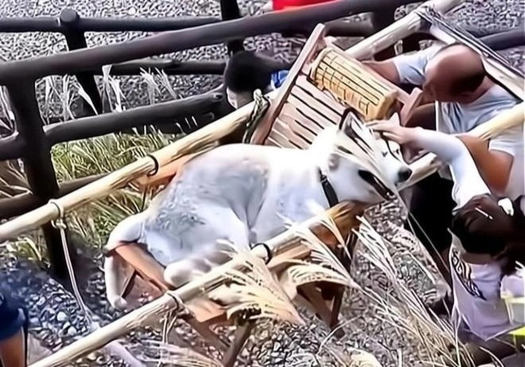 Thuê người cõng chó cưng lên núi ngắm cảnh, cô gái hứng đủ lời chỉ trích - 1 Thuê người cõng chó cưng lên núi ngắm cảnh, cô gái hứng đủ lời chỉ trích - 1