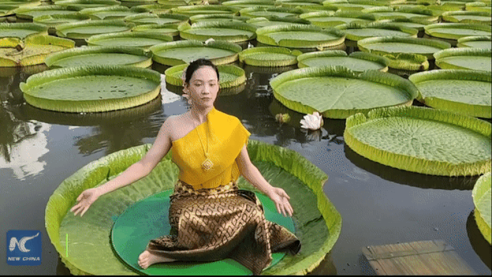 Lá hoa súng lớn nhất thế giới có thể đỡ người nặng 50 kg mà không chìm - 1 Lá hoa súng lớn nhất thế giới có thể đỡ người nặng 50 kg mà không chìm - 1