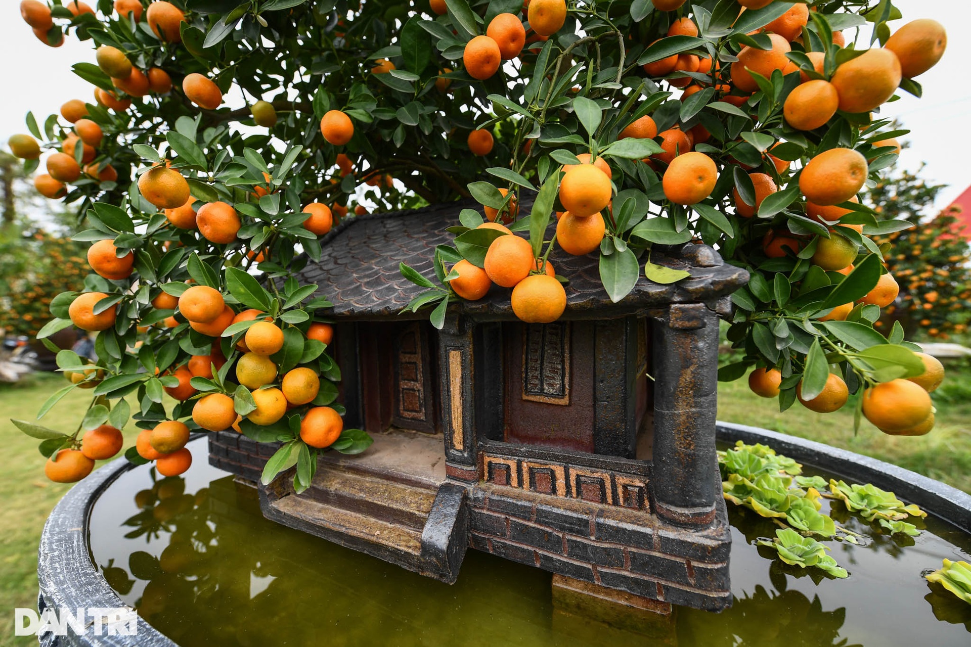 Quất bonsai trăm triệu khoe dáng bày bán tại thủ phủ trồng quất Tứ Liên - 12 Quất bonsai trăm triệu khoe dáng bày bán tại thủ phủ trồng quất Tứ Liên - 12