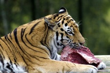 Khẩu phần ăn của 9 con hổ ở Nghệ An có gì mà tốn hết 20 triệu đồng/ngày?