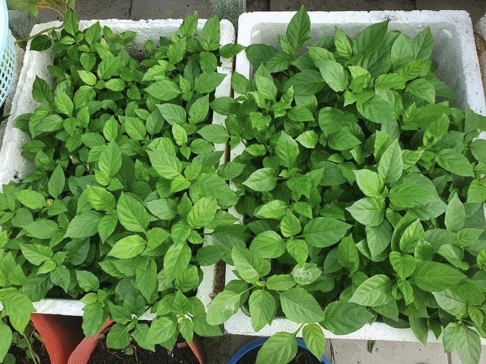 Cửa hàng bán hạt giống rau ăn nên làm ra, phát tài trong mùa dịch - 3 Cửa hàng bán hạt giống rau ăn nên làm ra, phát tài trong mùa dịch - 3