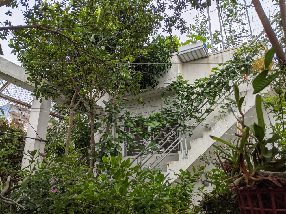 Khu vườn treo 100m2 tươi tốt như rừng nhiệt đới của gia đình Hải Phòng - 6 Khu vườn treo 100m2 tươi tốt như rừng nhiệt đới của gia đình Hải Phòng - 6