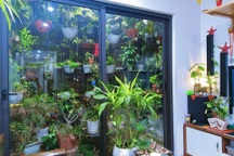 Gia chủ Hà Nội làm khu vườn xanh tốt hơn trăm loài cây ở ban công