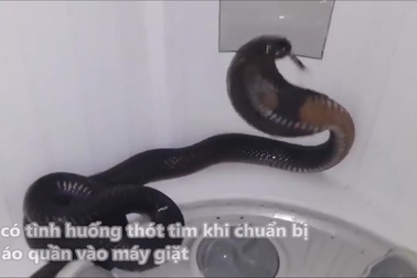 Chủ nhà giật mình phát hiện rắn hổ mang ẩn nấp trong máy giặt