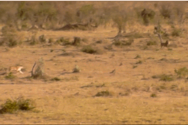 Xem sư tử tổ chức “mai phục” nhằm xơi tái báo đốm