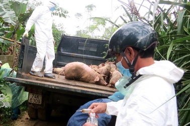 Dịch lở mồm long móng lan rộng, hàng trăm con gia súc bệnh bị tiêu hủy