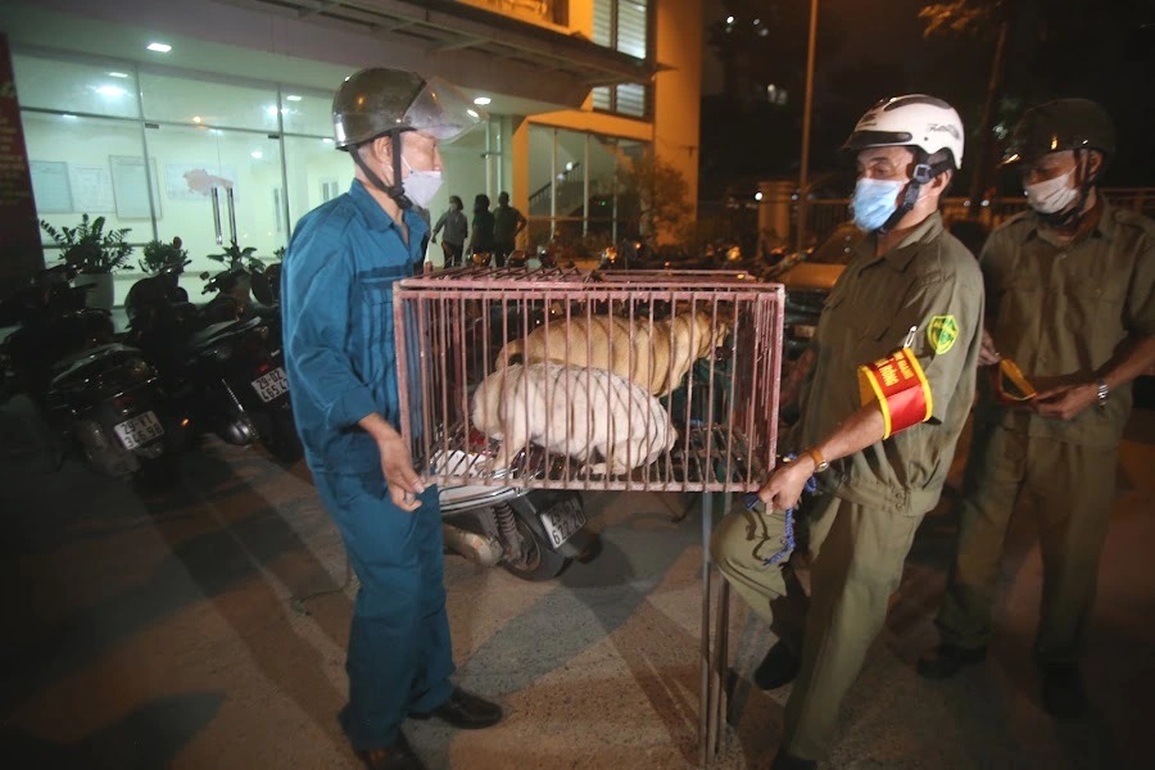 Mua dầu gió, rắc ớt bột trị chó thả rông cũng… không yên với hàng xóm - 8 Mua dầu gió, rắc ớt bột trị chó thả rông cũng… không yên với hàng xóm - 8