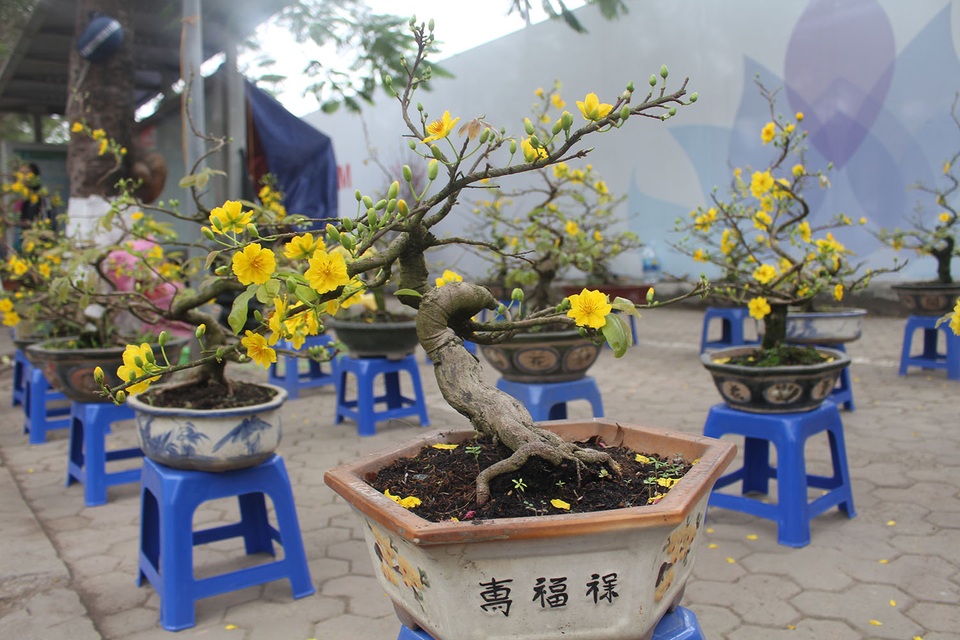 Chán mai, đào siêu to khổng lồ, dân Hà Nội chuyển sang chơi cây cảnh mini - 2 Chán mai, đào siêu to khổng lồ, dân Hà Nội chuyển sang chơi cây cảnh mini - 2