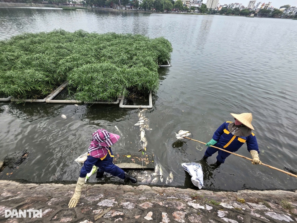 Hà Nội thu gom cá chết ở hồ Trúc Bạch - 1 Hà Nội thu gom cá chết ở hồ Trúc Bạch - 1