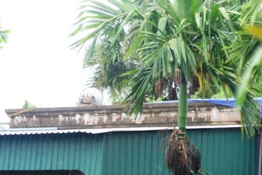 Sửa nhà lúc mưa lớn, cụ ông bị điện giật chết