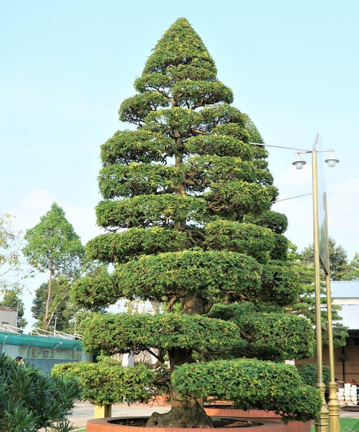 Chiêm ngưỡng cặp me kiểng trăm tuổi trị giá tiền tỷ của lão nông Đồng Tháp - 3 Chiêm ngưỡng cặp me kiểng trăm tuổi trị giá tiền tỷ của lão nông Đồng Tháp - 3