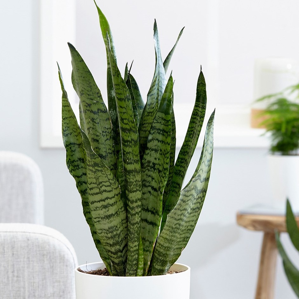 Cây lưỡi hổ Cây lưỡi hổ