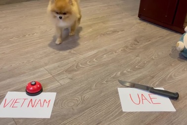 Hoa hậu Đỗ Mỹ Linh cho cún cưng dự đoán kết quả