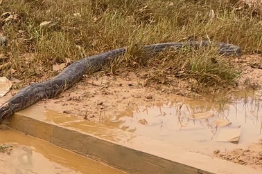 Xác trăn cỡ lớn xuất hiện trên đường sau trận lụt tại Thái Nguyên