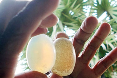 Làm rõ dư luận về cặp “ngọc quý” phát sáng