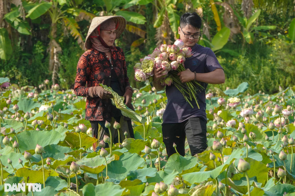 Trồng loại sen to như cái quạt, trai đẹp giúp mẹ kiếm tiền triệu mỗi ngày - 6 Trồng loại sen to như cái quạt, trai đẹp giúp mẹ kiếm tiền triệu mỗi ngày - 6