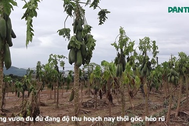 Vùng trồng hoa màu lớn nhất Đà Nẵng tan hoang sau lũ lớn