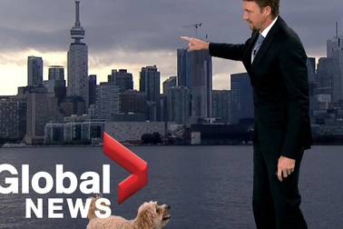 Bản tin thời tiết "đốn tim" khán giả vì sự xuất hiện của chú chó