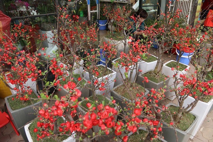 Nếu chăm sóc tốt, một cây mai đỏ có thể chơi được hàng tháng, lâu tàn hơn hoa đào rất nhiều