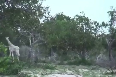 Quay được video cặp mẹ con hươu cao cổ màu trắng cực hiếm