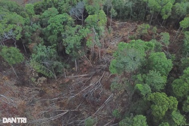 Vụ lâm tặc "xẻ thịt", cạo trọc rừng xanh: Khởi tố hình sự