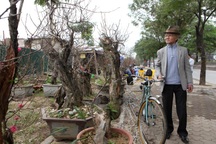 Ngắm những gốc đào cổ "thế độc" ở thủ đô