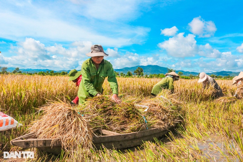 Nông dân chạy đua với thời gian để cứu lúa giữa trưa đứng bóng - 4 Nông dân chạy đua với thời gian để cứu lúa giữa trưa đứng bóng - 4