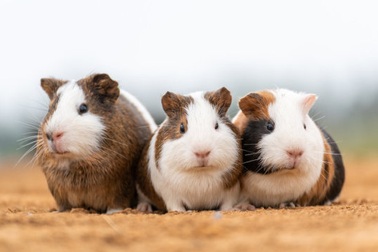 Vì sao loài chuột bạch có mặt khắp nơi trên thế giới?