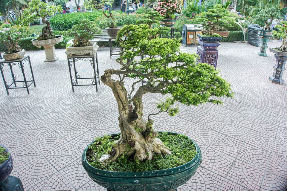 Ngắm cây mai chiếu thủy trăm tuổi, đại gia có tiền cũng không thể sở hữu - 1 Ngắm cây mai chiếu thủy trăm tuổi, đại gia có tiền cũng không thể sở hữu - 1