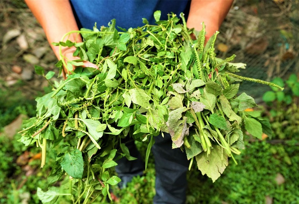 Bí thư xã đoàn sống khỏe nhờ nghề tay trái nuôi gà bằng thảo dược - 2 Bí thư xã đoàn sống khỏe nhờ nghề tay trái nuôi gà bằng thảo dược - 2