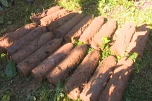 180 quả đạn pháo nằm rải rác trong rẫy cà phê