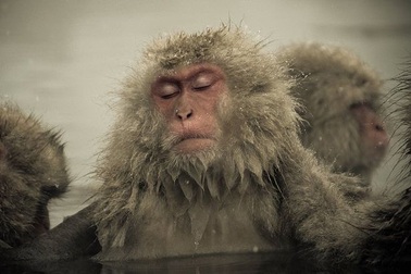 Chùm ảnh: Đẹp lạ khoảnh khắc khỉ tuyết tắm hồ nước nóng tránh rét