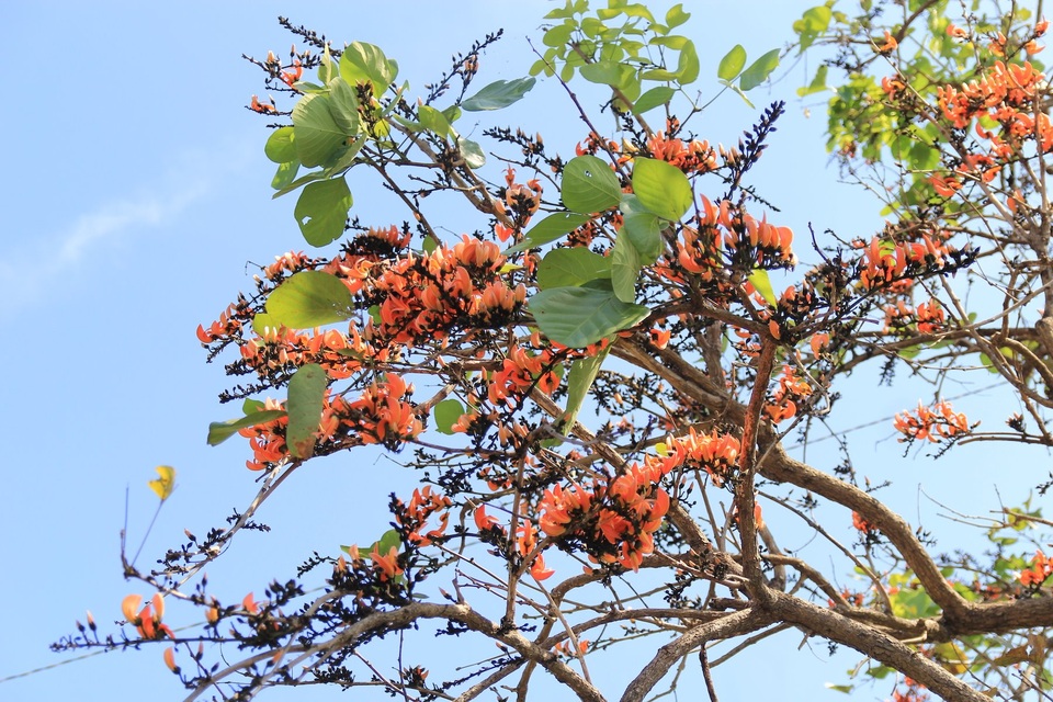 Chiêm ngưỡng loại hoa lạ của vùng chảo lửa Krông Pa - 4 Chiêm ngưỡng loại hoa lạ của vùng chảo lửa Krông Pa - 4