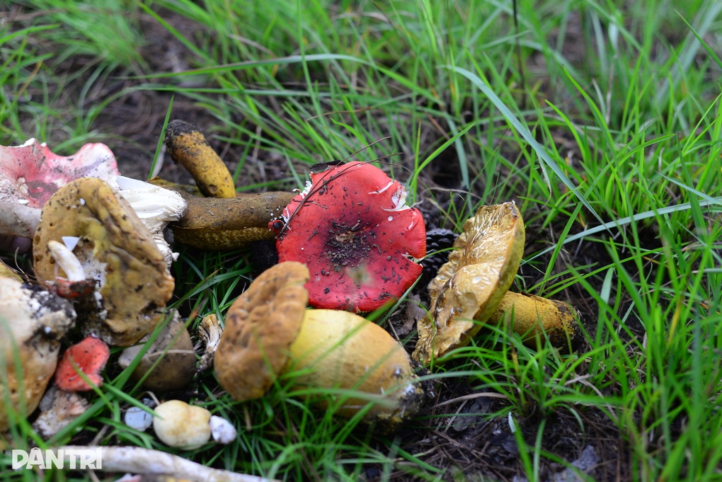 Người dân vào rừng thu lộc trời, chuyên gia cảnh báo - 1 Người dân vào rừng thu lộc trời, chuyên gia cảnh báo - 1