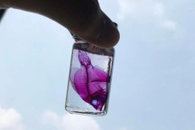 Bộ sưu tập tiêu bản nhuộm xương của cậu học sinh lớp 9 tại Việt Nam