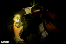 Trẻ miền núi săn "tôm bay" hại mùa màng, kiếm hàng trăm ngàn mỗi ngày