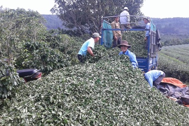 Trà Lâm Đồng được minh oan