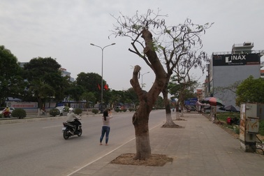 Hàng nghìn cây phượng "xơ xác" ngay trước Lễ hội Hoa phượng đỏ