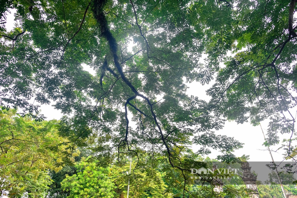 Chiêm ngưỡng cây sưa trăm tuổi ở Hà Nội, trả 60 tỷ đồng không bán - 11