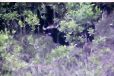 Sẽ đưa cá thể bò tót về vườn quốc gia Nam Cát Tiên