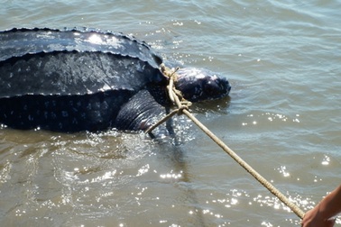 Bắt được rùa lạ, nghi là loài rùa biển cực kỳ quý hiếm