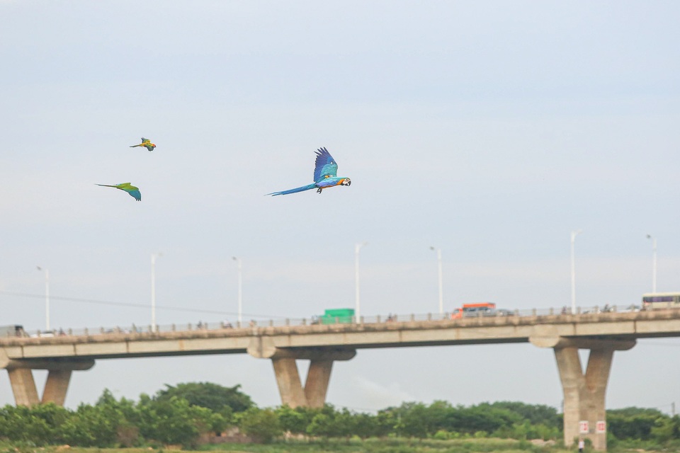 Những chú vẹt giá cả trăm triệu thoả sức bay lượn dưới chân cầu - 11 Những chú vẹt giá cả trăm triệu thoả sức bay lượn dưới chân cầu - 11