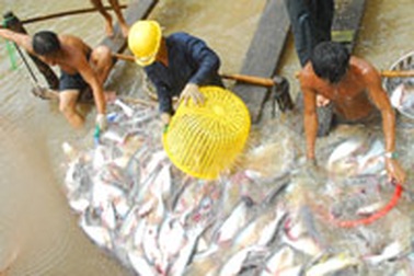 Cá tra “lỗ chỏng vó” vì làm ăn chụp giật