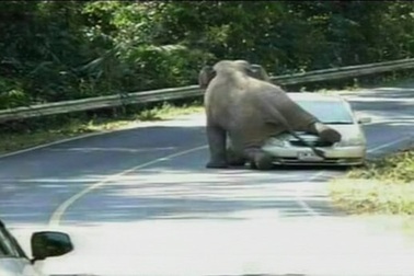 Thái Lan: Voi khổng lồ tấn công nhà hàng, xe hơi