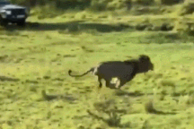 Hài hước khoảnh khắc sư tử đực tẽn tò vì trượt ngã khi đang săn mồi