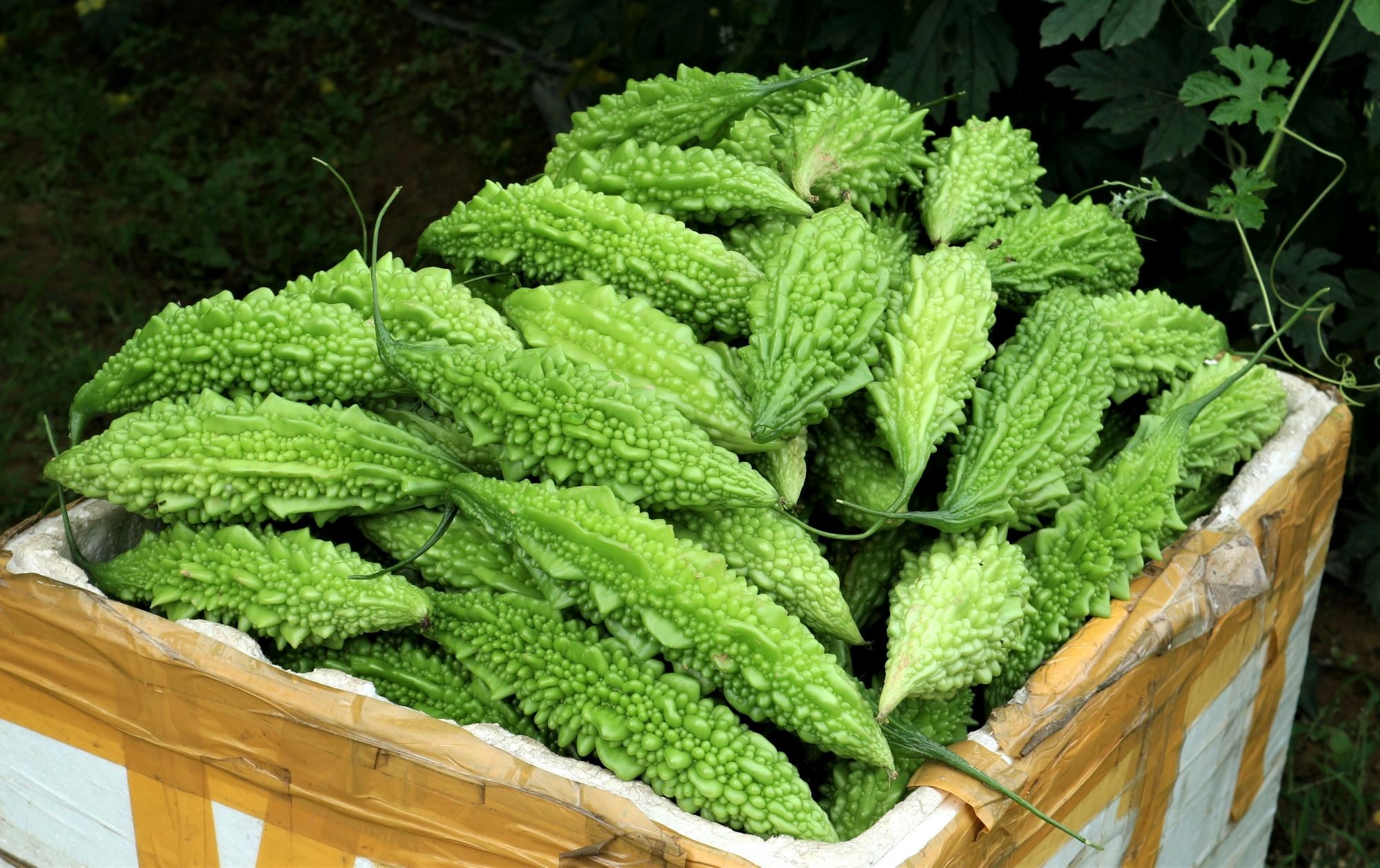 Nông dân khóc mếu vì giáp Tết rau củ bất ngờ tăng giá - 2 Nông dân khóc mếu vì giáp Tết rau củ bất ngờ tăng giá - 2