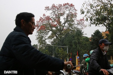 Mùa hoa gạo trong phố