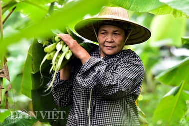 Vào rừng hái lá chuối bán 10.000 đồng/kg hết vèo