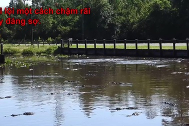 Hàng trăm con cá sấu bơi dưới hồ nước công viên