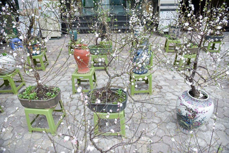 Ngắm những cây nhất chi mai, giá bạc triệu ngày cận Tết - 7 Ngắm những cây nhất chi mai, giá bạc triệu ngày cận Tết - 7